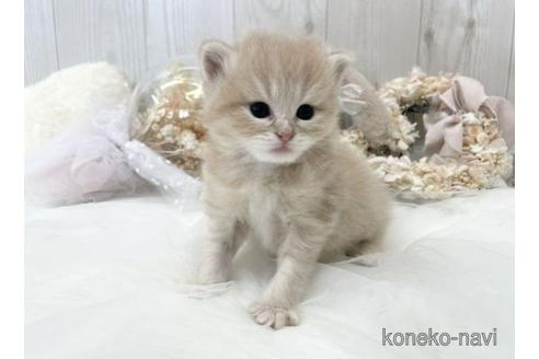 成約済の大阪府のサイベリアン-45891の11枚目